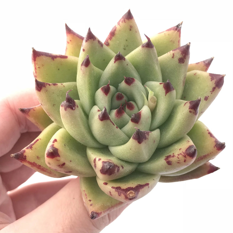 Echeveria Agavoides Maria Hybrid 3” Rare Succulent Plant