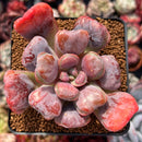 Echeveria 'Pagoda' 3"-4" Succulent Plant