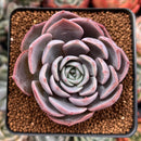 Echeveria 'Pink Lipstick' 2" Succulent Plant