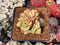 Echeveria 'Mini Nouvella' 2" Succulent Plant