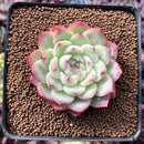 Echeveria 'Pink Crystal' 2" Succulent Plant
