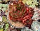 Echeveria Agavoides 'Rubra' 5" Succulent Plant