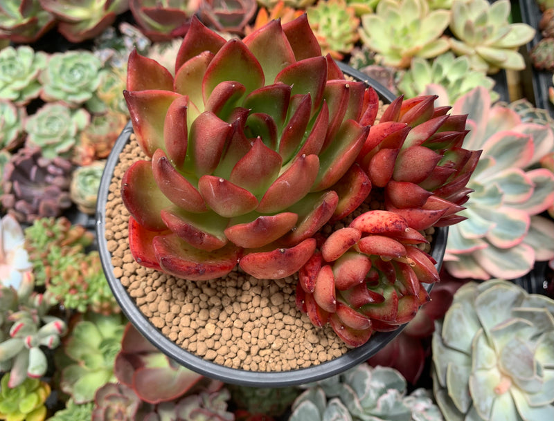 rubra succulent Echeveria Agavoides 'Rubra' 5" Succulent Plant – True Succulents Plant Co