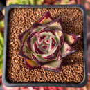 Echeveria Agavoides 'Ebony' 2" Succulent Plant