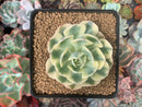 Echeveria 'Compton Carousel' 2"-3" Succulent Plant