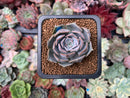 Echeveria 'Sunset' 1" Succulent Plant
