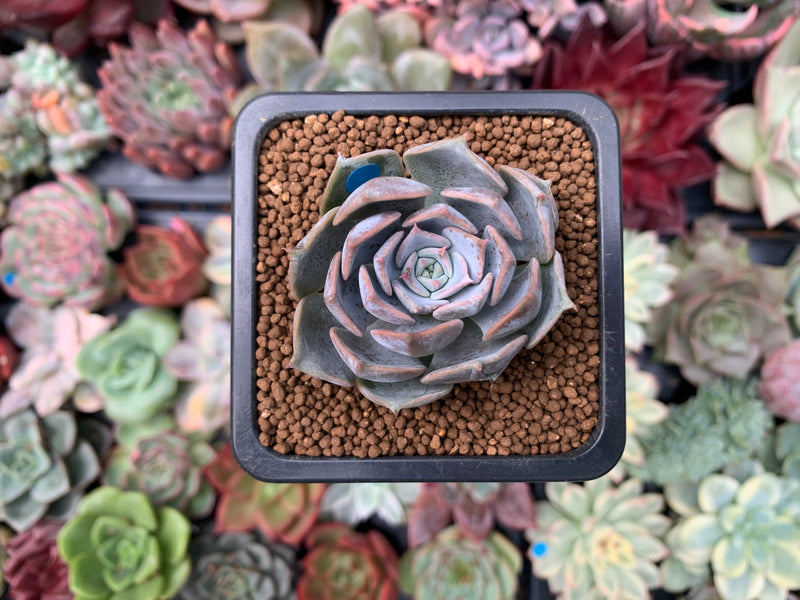 Echeveria 'Sunset' 1