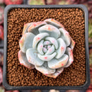 Echeveria 'Ivory' 1" Succulent Plant