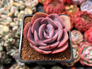 Echeveria 'Dusty Rose' 2" Succulent Plant