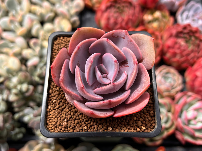 rose succulent pink Echeveria 'Dusty Rose' 2" Succulent Plant – True Succulents Plant Co