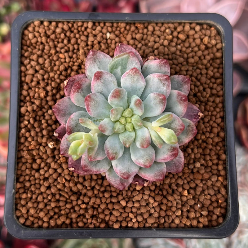 succulent blue elf Sedeveria 'Blue Elf' Variegated 2" Succulent Plant – True Succulents Plant Co