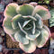 Echeveria 'Secunda' Variegated 4” Rare Succulent Plant