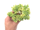 Sedum Cornophyllum Cluster 4" Rare Succulent Plant
