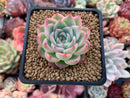 Echeveria 'Pink Crystal' 2" Succulent Plant