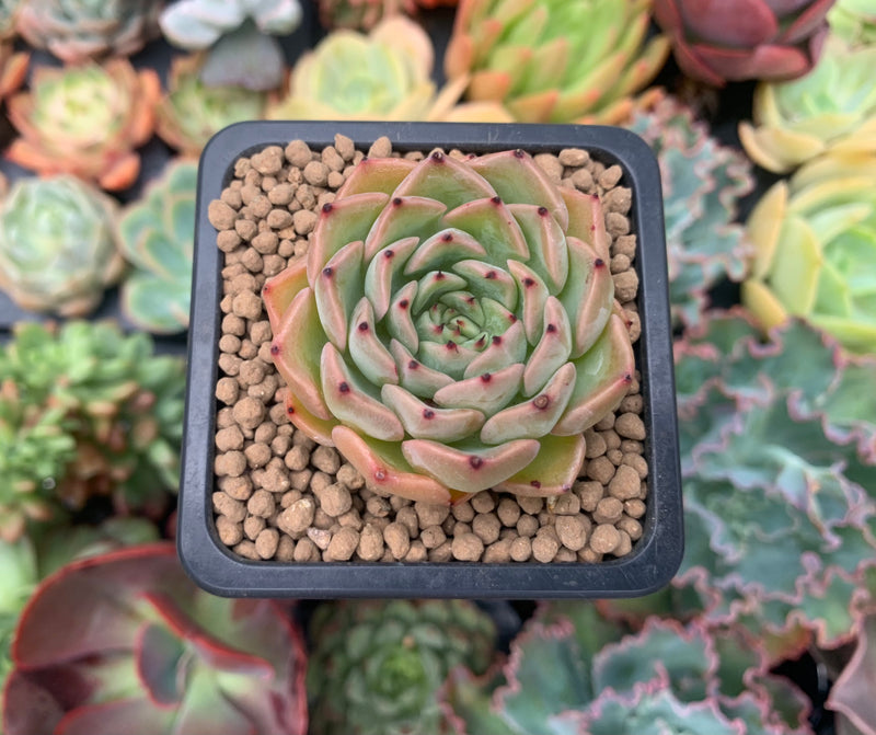 Echeveria 'Melanie' 1