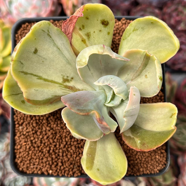 Echeveria 'Gigantea' Variegated 3" Succulent Plant
