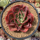 Echeveria 'Rosa Loa' 4"-5" Succulent Plant