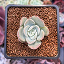 Echeveria 'Mona Lisa' 1" Succulent Plant
