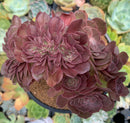 Aeonium 'Halloween' Crested 5" Large Succulent Plant