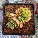 Echeveria 'Wine Peach' Crested 3" Succulent Plant