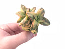 Crassula Spring Time Variagted Large 3” Rare Succulent Plant