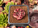 Echeveria Agavoides 'Pink Giant' 1" Succulent Plant