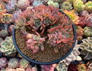 Echeveria 'Luella' 4"-5" Succulent Plant