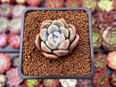 Echeveria 'Monroe Queen' 1" Powdery Succulent Plant