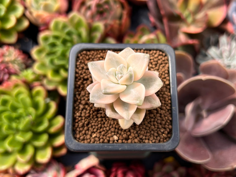 variegated titubans succulent Graptoveria 'Titubans' Variegated 1” Succulent Plant