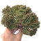 Aeonium 'Velour' Crested Cluster Large 8"-9" Rare Succulent Plant