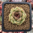 Echeveria Agavoides 'Black Rose' 1"-2" Succulent Plant