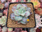 Echeveria 'Blue Spur' 3"-4" New Hybrid Succulent Plant