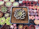 Echeveria 'Moranii' 1"-2" New Hybrid Succulent Plant