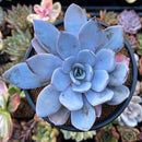 Echeveria 'White Lotus' 3" Powdery Succulent Plant