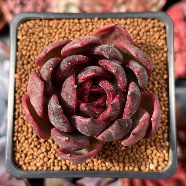Echeveria Agavoides 'La Vie en Rose' 2" Seed-Grown Succulent Plant