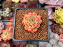 Echeveria sp. 1" Powdery Succulent Plant