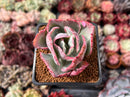 Echeveria 'Flying Cloud' Variegated 2" Succulent Plant