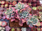Echeveria 'Luella' Variegated Cluster 4" Succulent Plant
