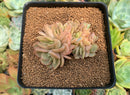 Echeveria 'Lucinda' Crested 2"-3" Succulent Plant