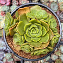 Aeonium 'Lily Pad' 4"-5" Cluster Succulent Plant