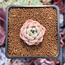 Echeveria 'Pink Spot' 1" Succulent Plant