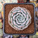 Echeveria 'Icy green' x 'Monroe' 2" Succulent Plant