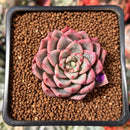 Echeveria 'Blood Spirit' 1" Succulent Plant