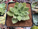 Echeveria Agavoides 'Ron Evans' Variegated Succulent Plant