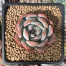 Echeveria 'Star Mark' 2" Succulent Plant