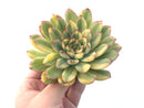 Echeveria 'Pulidonis' Variegated 5" Large Succulent Plant
