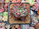 Echeveria Agavoides 'Painter' 2" Succulent Plant
