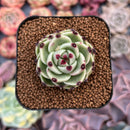 Echeveria Agavoides 'Blue Dragon' 1"-2" Succulent Plant