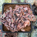 Echeveria 'Florence' Crested 2"-3" Succulent Plant