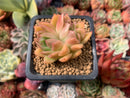 Echeveria Agavoides 'Bubble Rose' 1" Succulent Plant